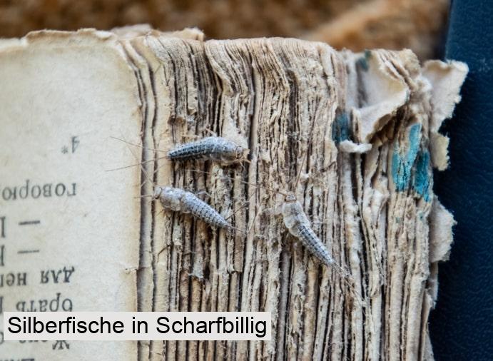 Silberfische in Scharfbillig